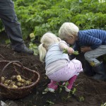Børn samler kartofler